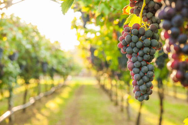 Winery at Buckeye Lake