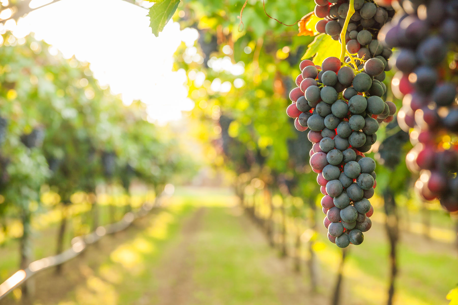 Visit Buckeye Lake - Wine Lovers’ Retreat: Visiting the Winery at Buckeye Lake
